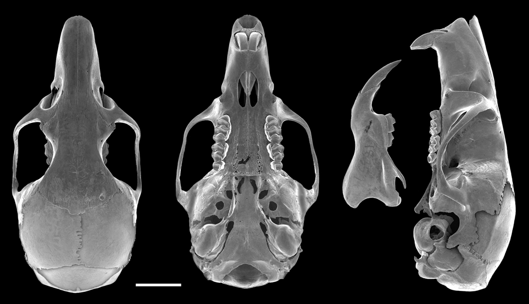 (c) The Field Museum. Photograph by L Heaney and A Niedzielski. (c) Field Museum of Natural History - CC BY-NC 4.0